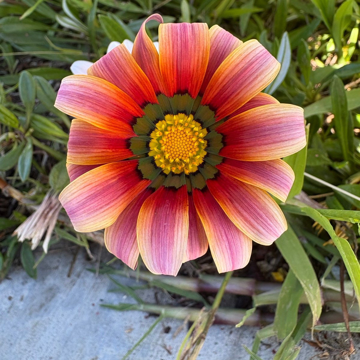 daisies